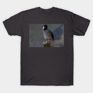 Red Eyed American Coot T-Shirt
